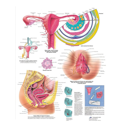 Planche anatomique - Organes génitaux féminins